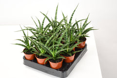 2.5" Sansevieria, Fernwood Natural Shape - PAK 12