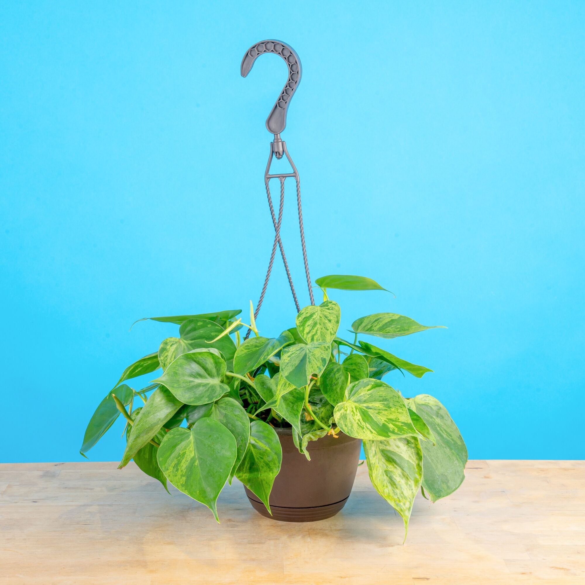 A Variegated Heartleaf Philodendron plant sits on a light wooden table with a bright baby blue backdrop. The plant is in a 6.6in black hanging basket container. The foliage of this plant are heart shaped with splashes of creamy white variegation.