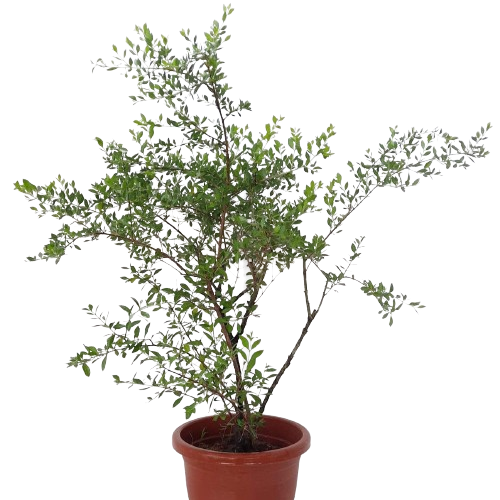 Lawsonia inermis, Henna Tree, Inai, Mignonette Tree (0.75m)*