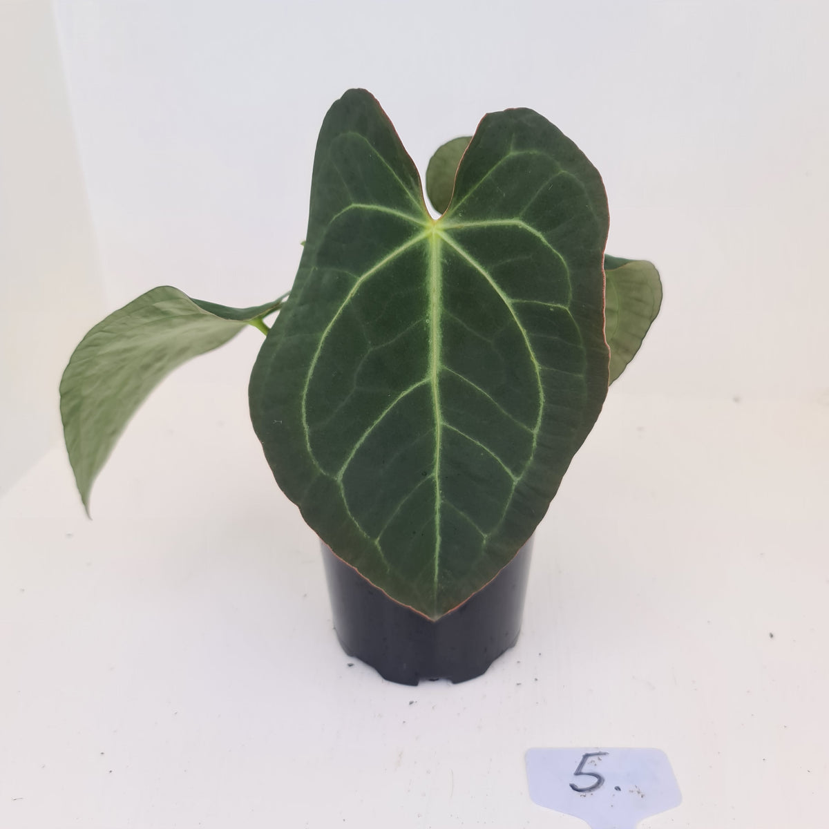 #5 Anthurium 'Velvet Shadow' - 2 x heads