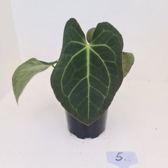#5 Anthurium 'Velvet Shadow' - 2 x heads