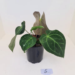 #5 Anthurium 'Velvet Shadow' - 2 x heads