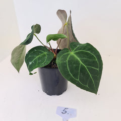 #5 Anthurium 'Velvet Shadow' - 2 x heads