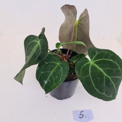 #5 Anthurium 'Velvet Shadow' - 2 x heads