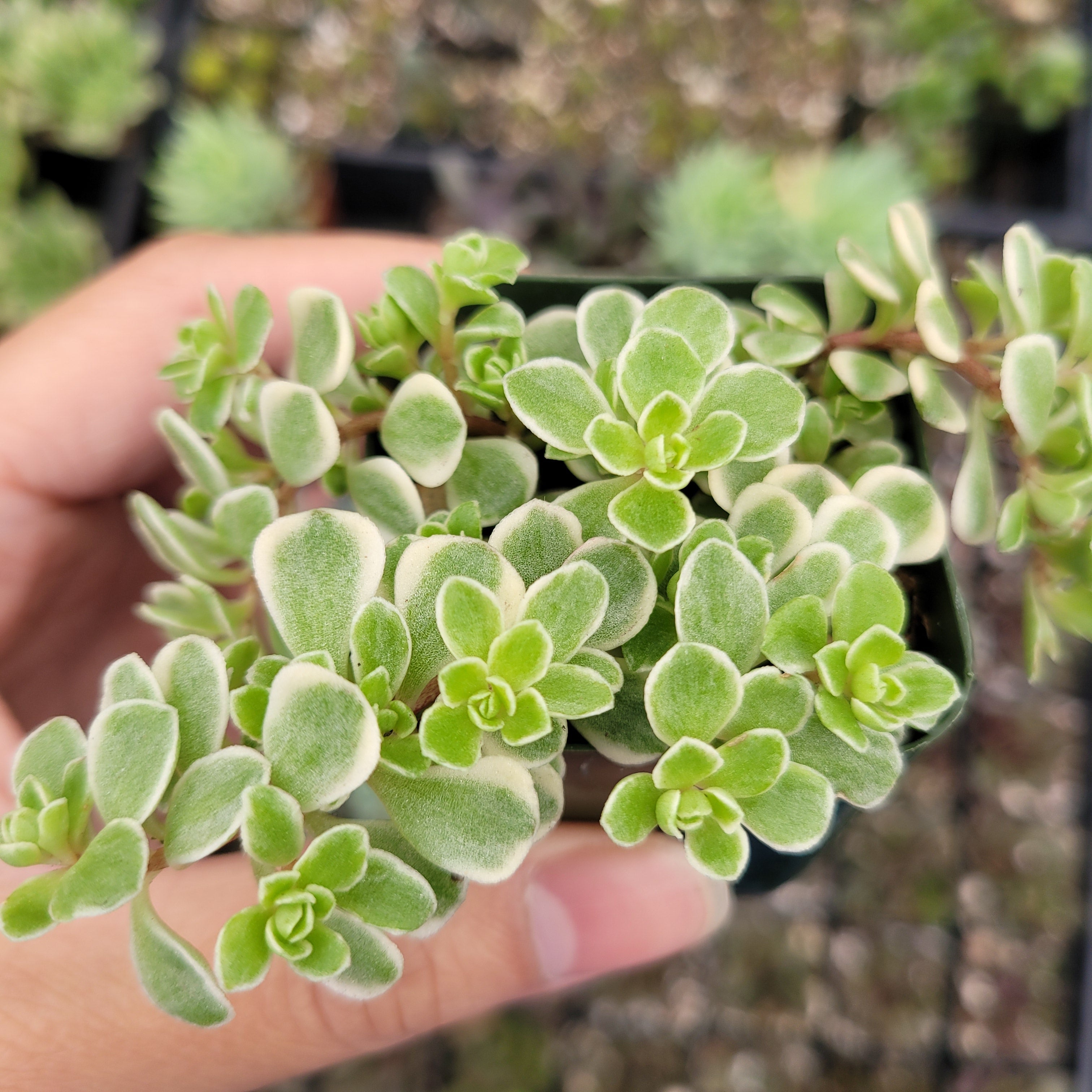 Sedum makinoi Variegata succulent in hand, other succulents behind.