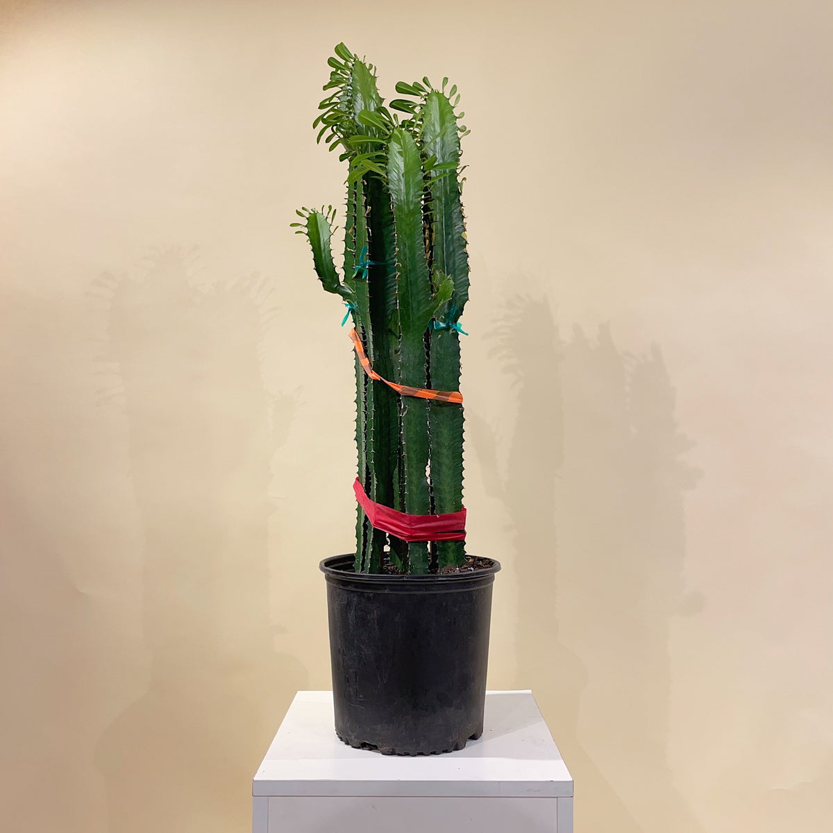 Desert Candle Cactus: Euphorbia acrurensis - 10 inch pot - 4 foot tall — indoor plant — indoor plant for sale by Promise Supply for delivery and pickup in Toronto.