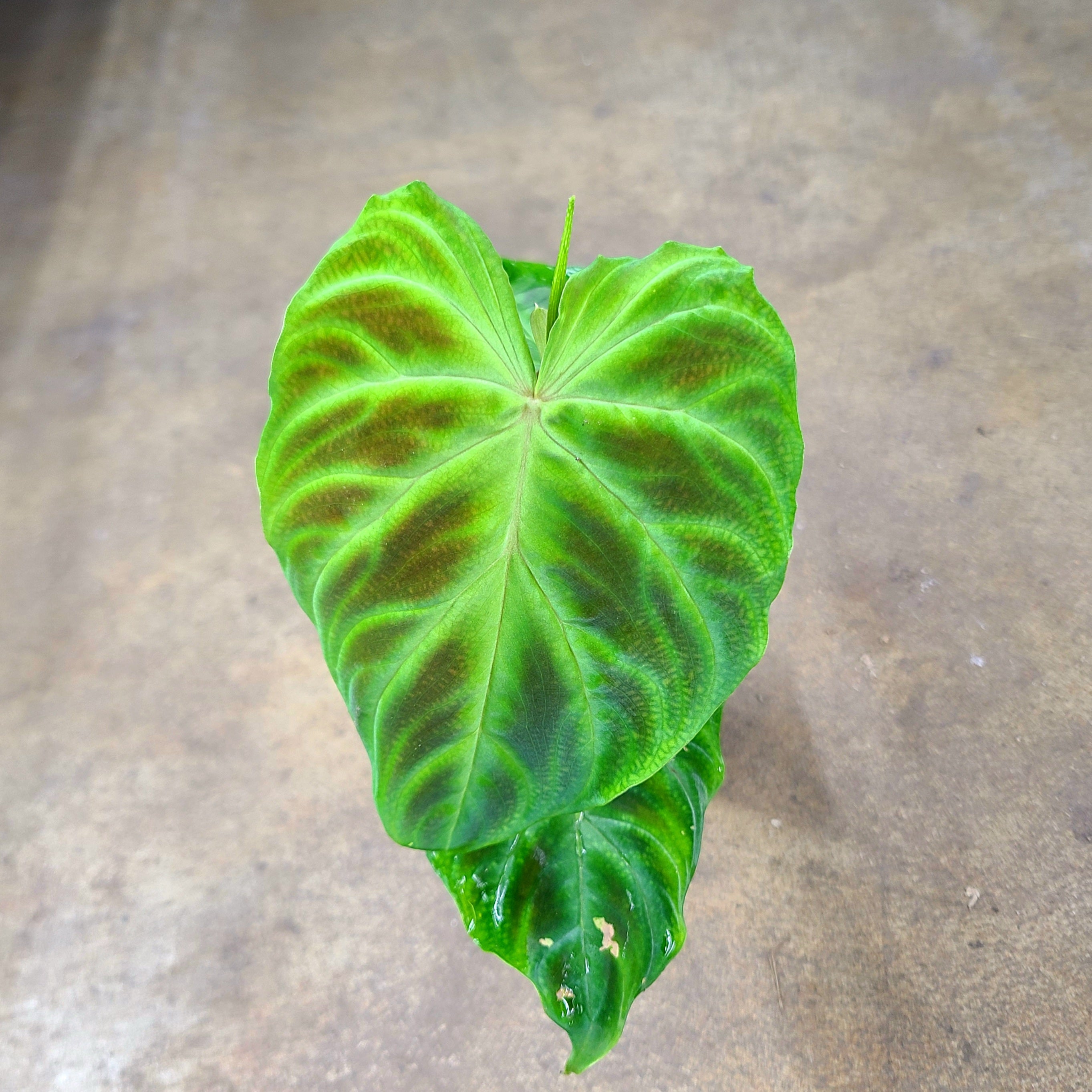 Philodendron verrucosum