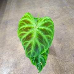 Philodendron verrucosum