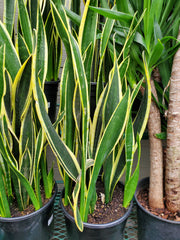 Snake Plant 'Black Gold'