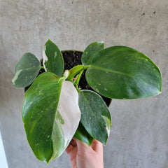 Philodendron White Wizard