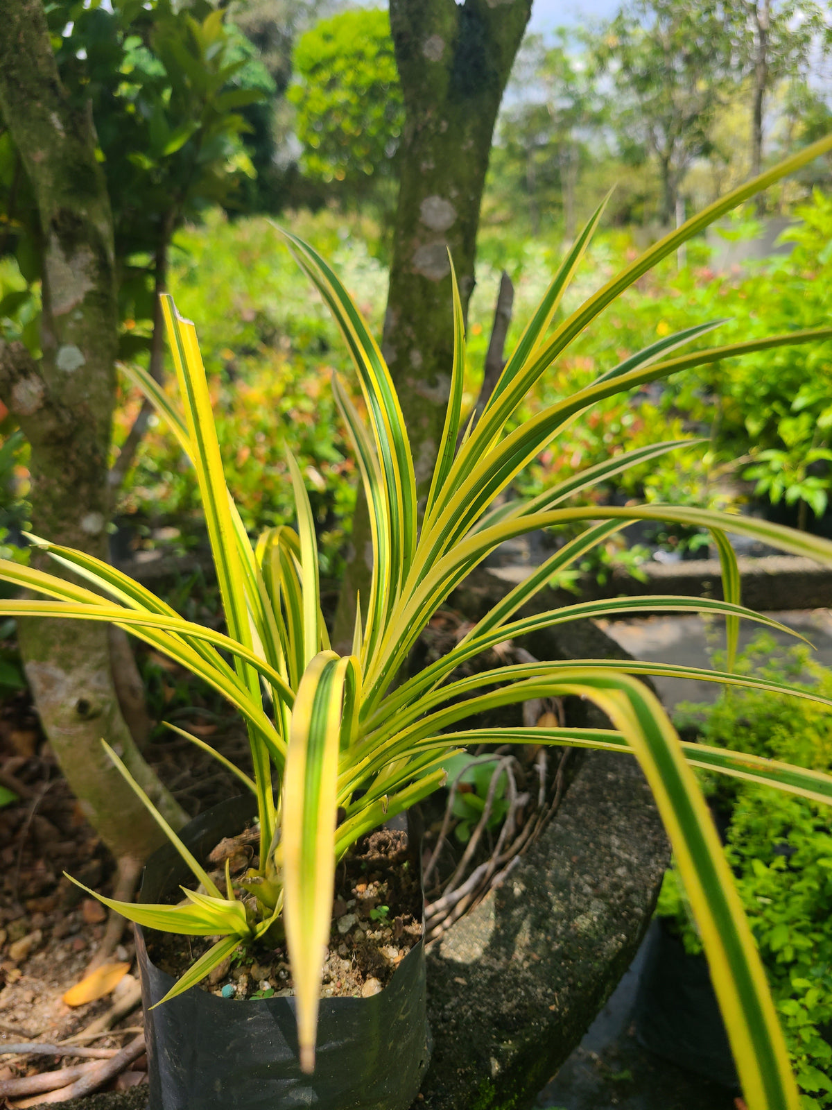Pandan Kuning Yellow Plant in Poly Bag