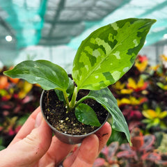 Aglaonema Pictum Tricolour Camouflage Chinese Evergreen House Plant 6cm Pot