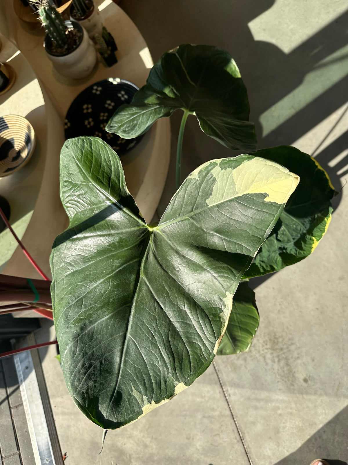 Alocasia - Mickey Mouse - Xanthosoma Variegata