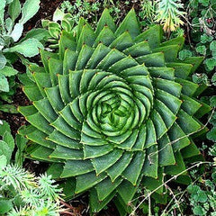 Aloe polyphylla  - Spiral Aloe