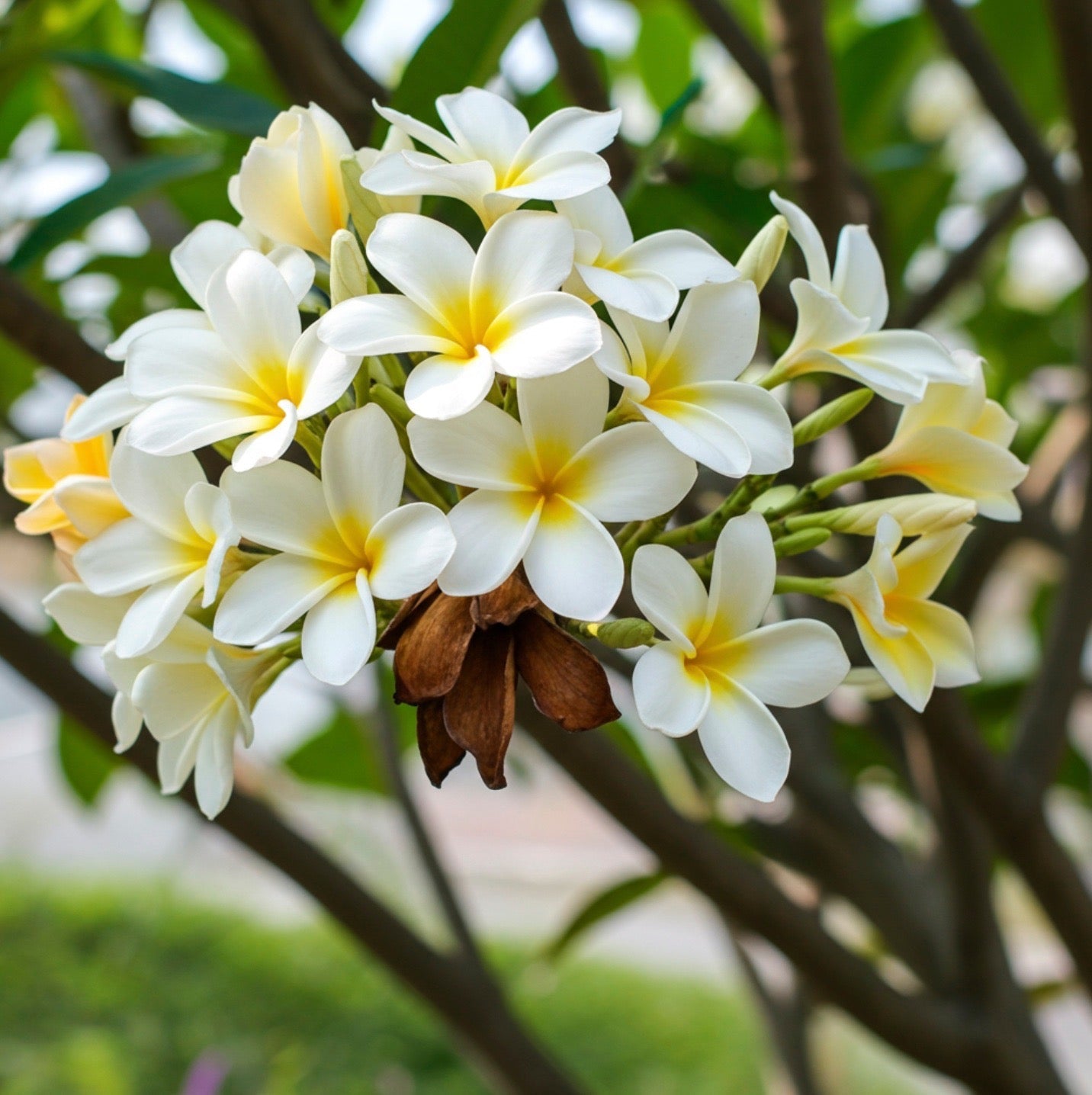 Close-up of white and yellow Plumeria flowers in full bloom with soft green foliage in the background
