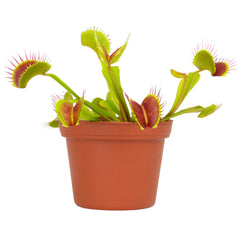 Venus Fly Trap: Pet Friendly Plant - Eats Flies, Spiders & Bugs - (3” Pot) - Unique Plants – Bog Garden Plants – Non-toxic Venus Flytrap - Carnivorous Plant for Kids