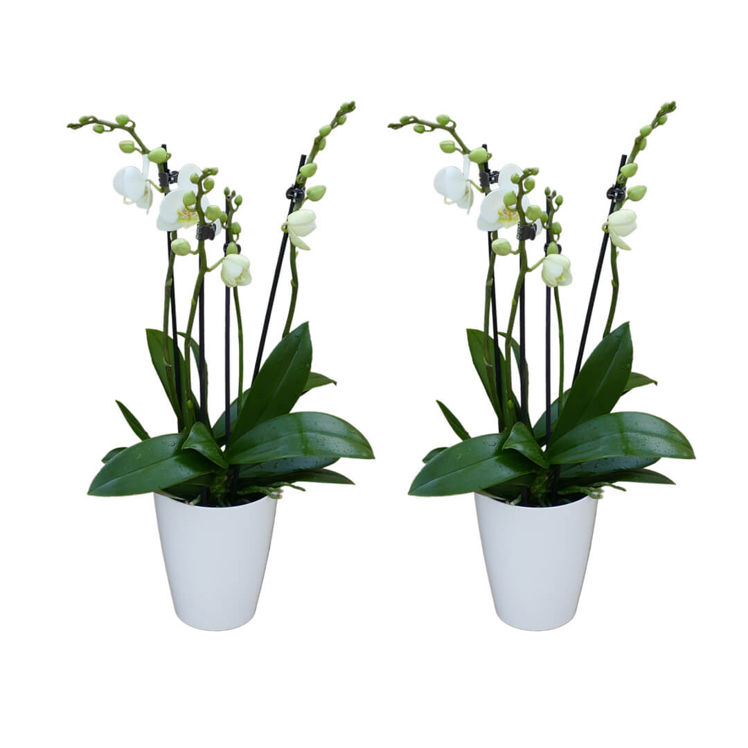2 - 3 rispiges Orchideen 2er Paket + Übertöpfe