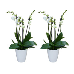 2 - 3 rispiges Orchideen 2er Paket + Übertöpfe