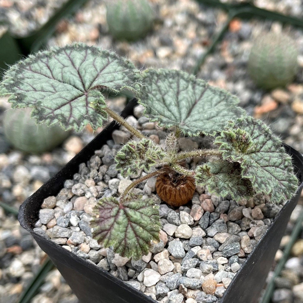 A small Pelargonium barklyi with fuzzy heart-shaped green leaves and a round brown caudex in rocky soil, with pots blurred behind.