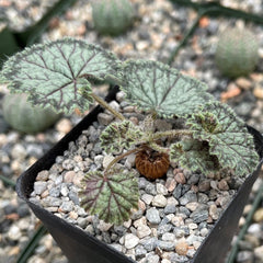 A small Pelargonium barklyi with fuzzy heart-shaped green leaves and a round brown caudex in rocky soil, with pots blurred behind.