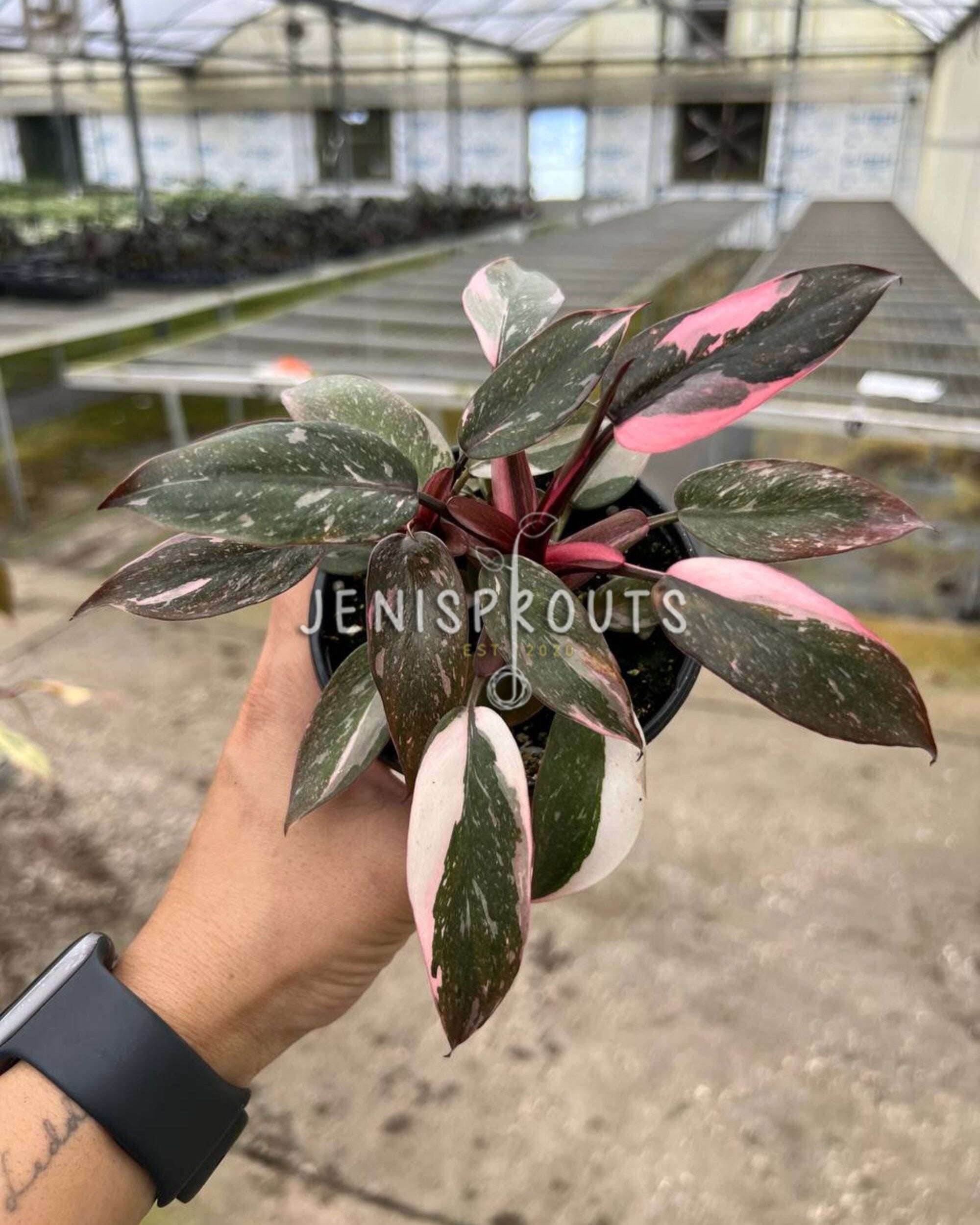 4" Philodendron Pink Princess Marble