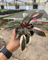 4" Philodendron Pink Princess Marble
