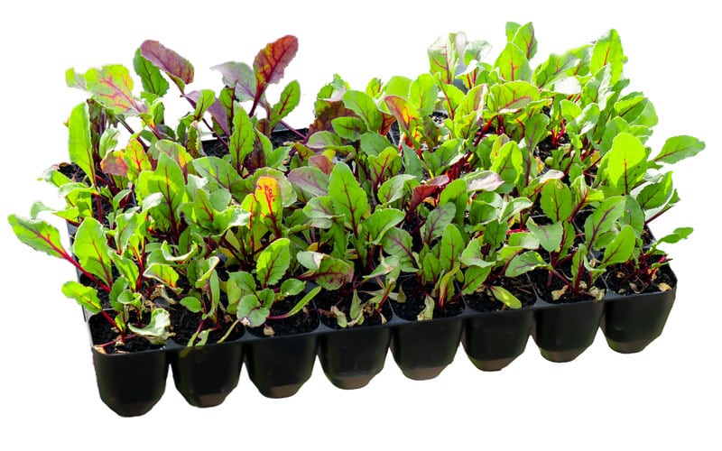 SP 40 cell Sturdy Propagation Module Tray
