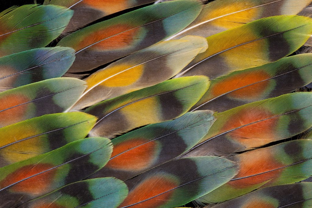 Tail feather design and pattern of many varities of Lovebirds