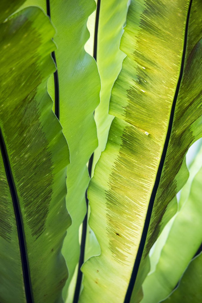 Tropical Gardens with philodendrons