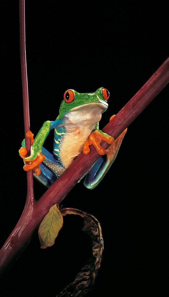 Agalychnis callidryas (red-eyed treefrog )