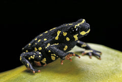 Melanophryniscus stelzneri