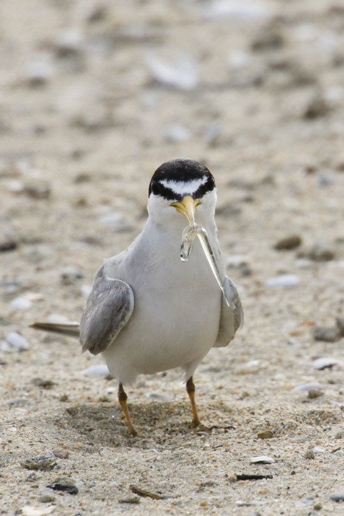 California Least Tern with fish in it's bill
