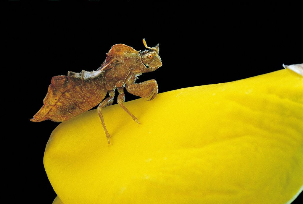 Phymata crassipes (assassin bug, thread-legged bug)