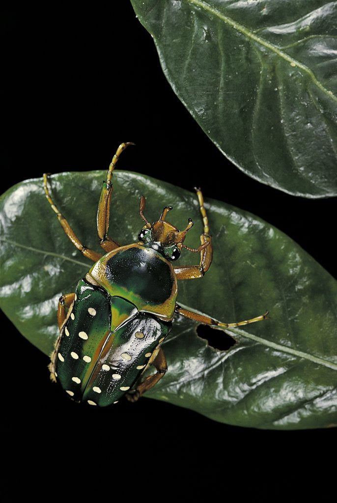 Stephanorrhina guttata (spotted flower beetle)