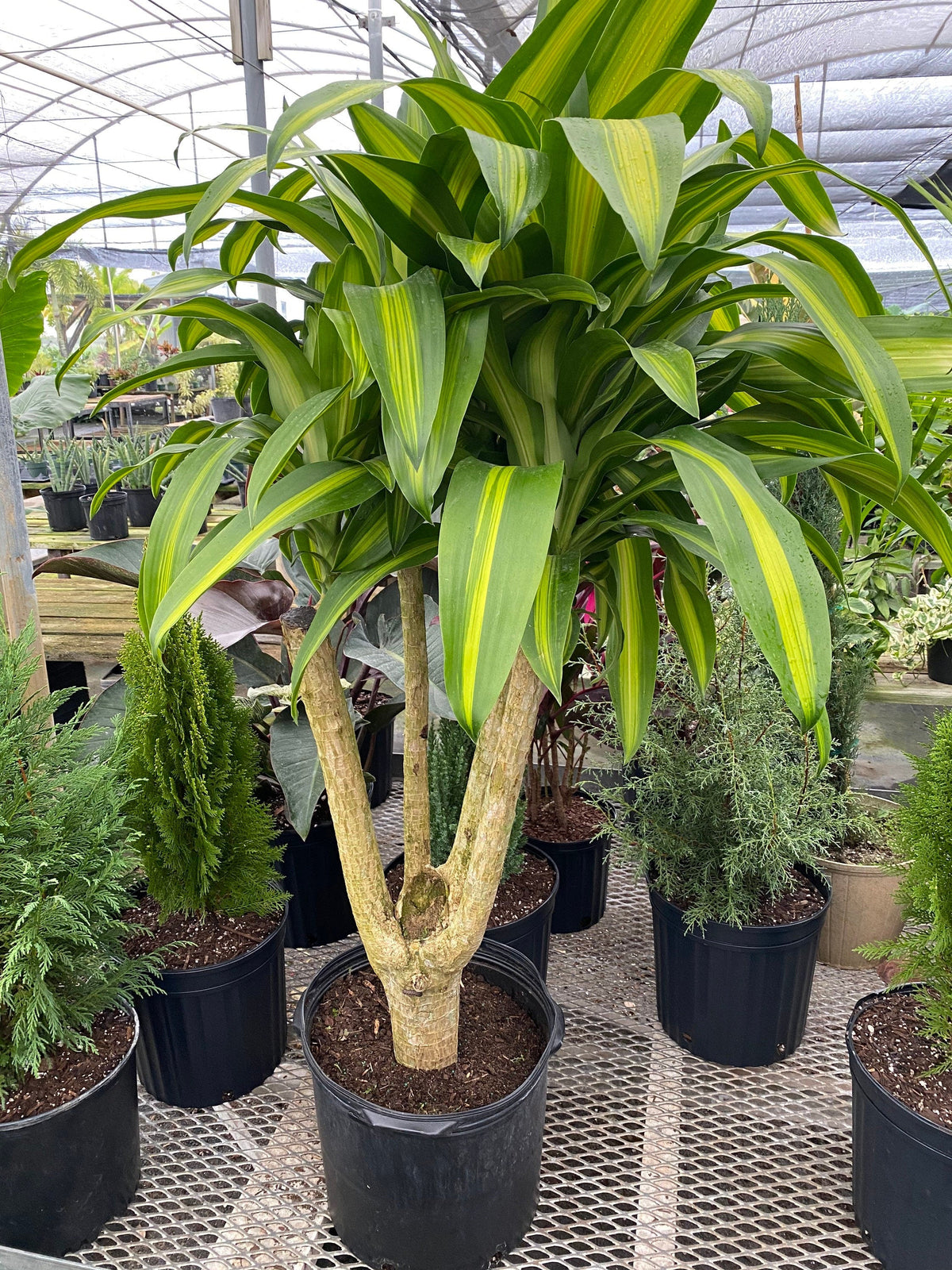 Dracaena Massangeana Mass Cane Stump Form, Corn Plant