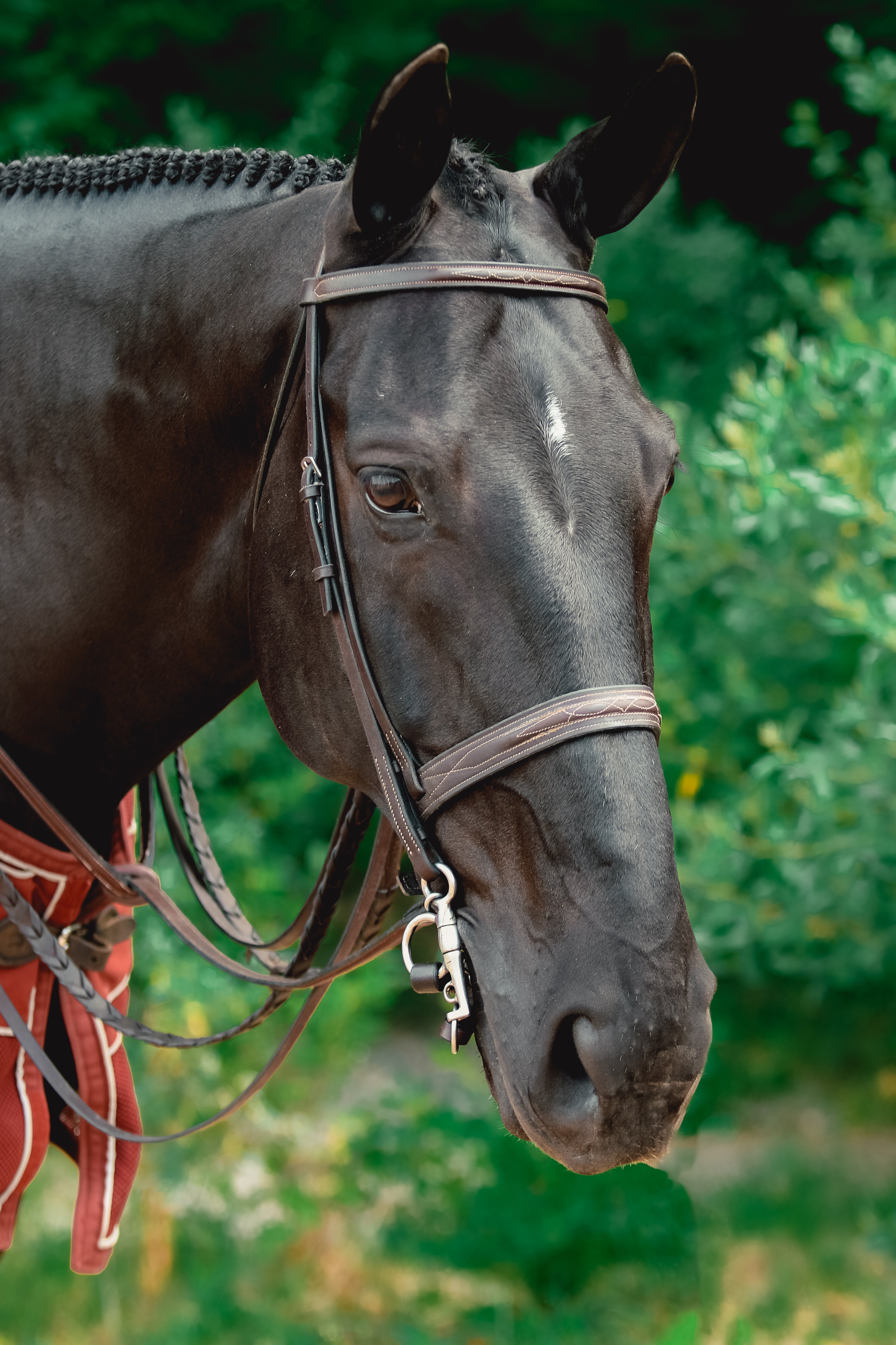 RICHARD CASTELOW WIDE NOSEBAND BRIDLE