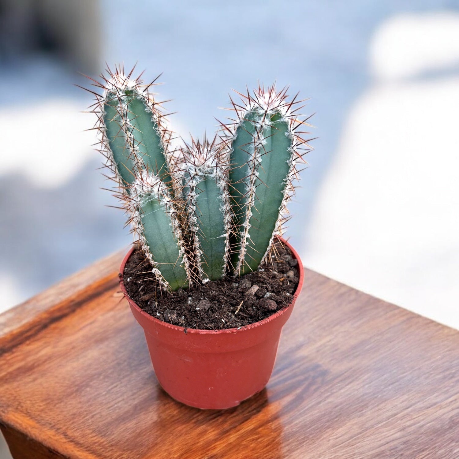 Cereus forbesii – ukrasni stupasti kaktus sa zeleno-plavim stabljikama i spektakularnim cvjetovima