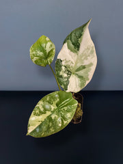 Alocasia Sinuata Albo Variegated