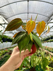4” Philodendron ‘Micans’ - Canopy Plant Co.