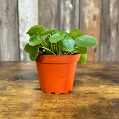 Healthy Pilea Chinese Money Plant in terracotta pot with round green leaves
