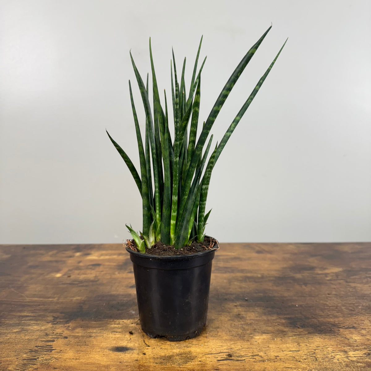 Sansevieria Fernwood Mikado snake plant with tall cylindrical green leaves in black nursery pot