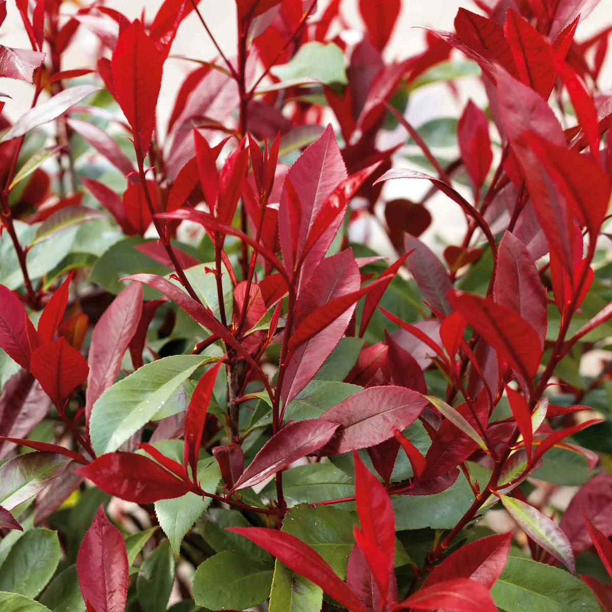 Photinia 'Red Robin'