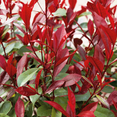 Photinia 'Red Robin'