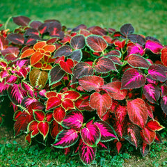 Coleus Plant Seeds for Planting – Heirloom, Non-GMO, Easy to Grow, Annual