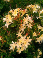 duftende Garten Azalee Lemon Drop - kaufen & pflegen