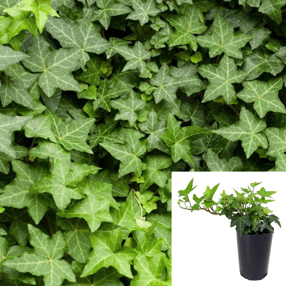 Ivy English 12Packs Of 2Inches Pot Green Hahns Ivy Live Plant Ground Cover Ht7