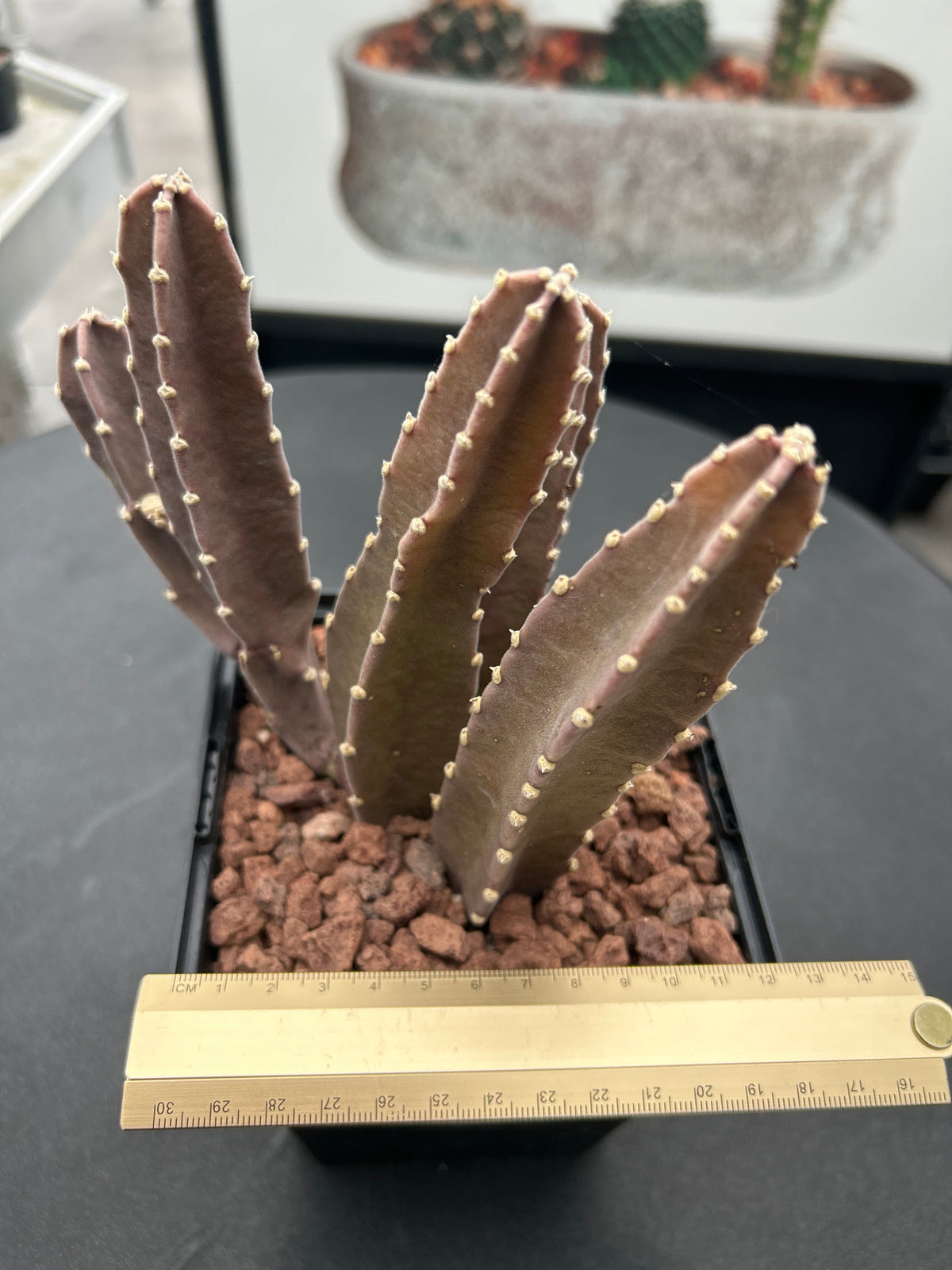 Stapelia gigantea