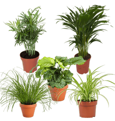 5er - Set “Katzenliebhaber” | Katzengras | Bergpalme | Goldfruchtpalme | Grünlilie | Calathea | +/ - 30 - 45cm | ø 12 - 15cm Topf - Blume Ideal