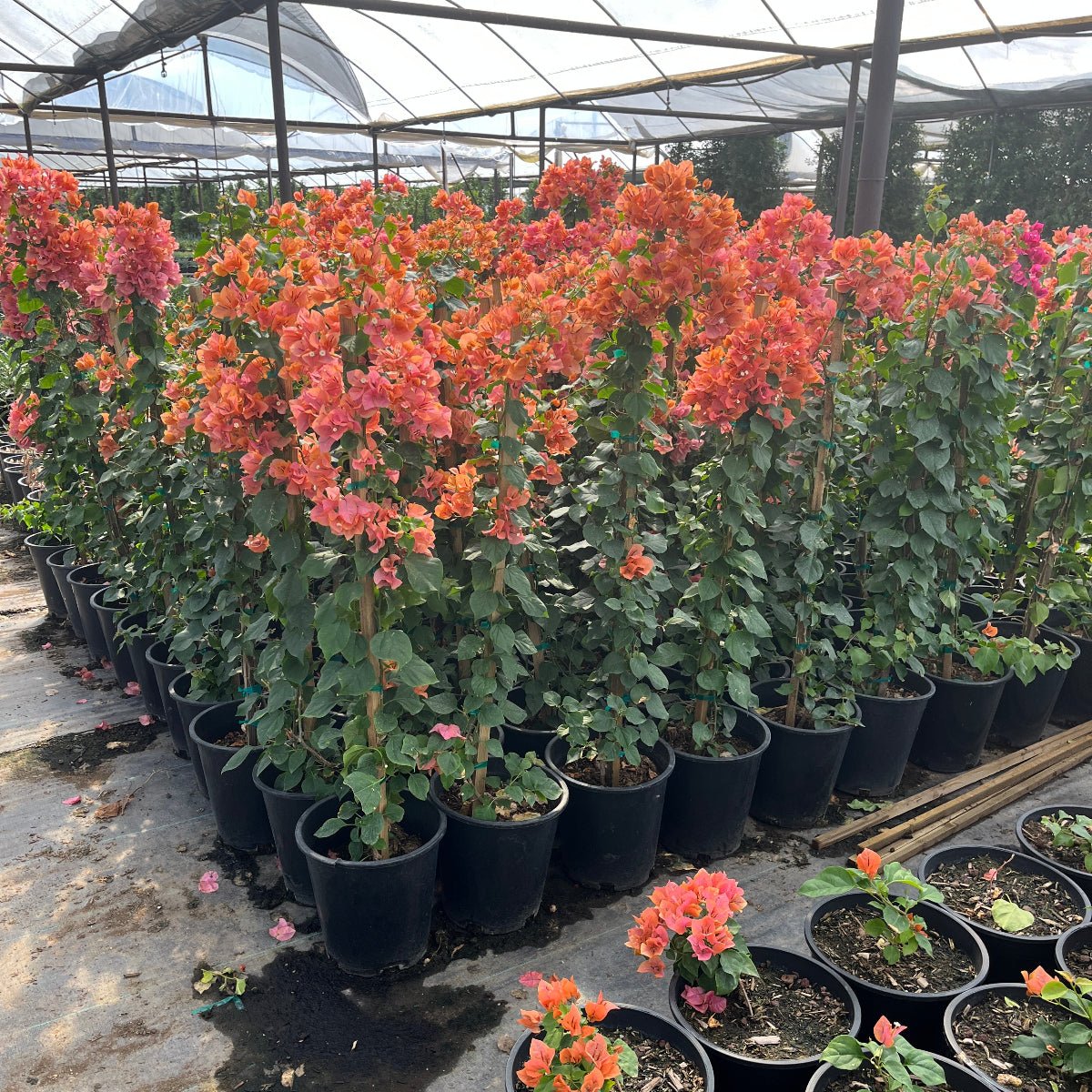 5 gallon Bougainvillea Rosenka staked plants with orange-pink bracts in Phoenix, AZ nursery
