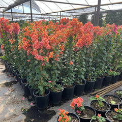5 gallon Bougainvillea Rosenka staked plants with orange-pink bracts in Phoenix, AZ nursery